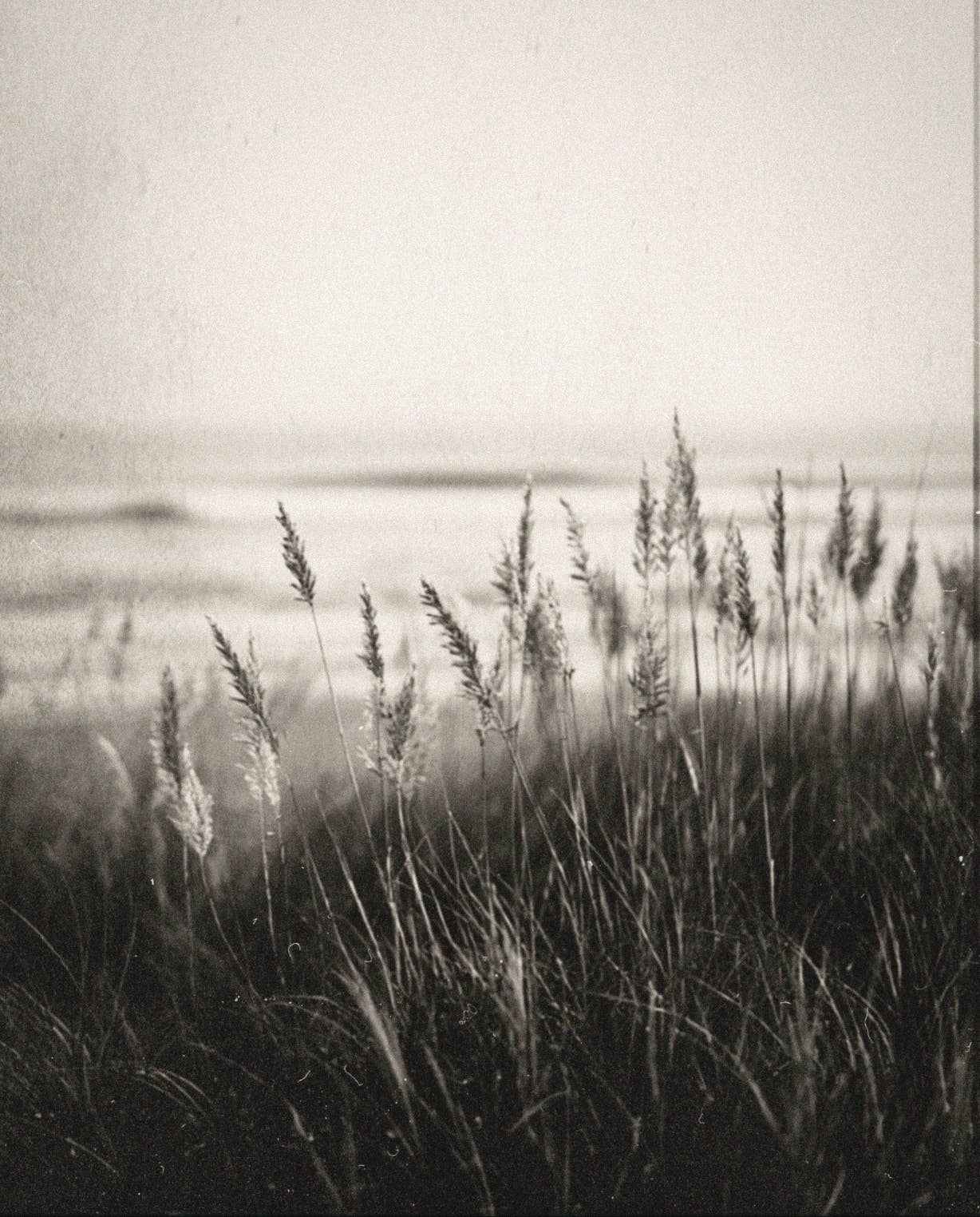 Coastal Grass Candle